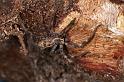 Holconia_insignis_D7826_Z_90_North Stradbroke island_Australie